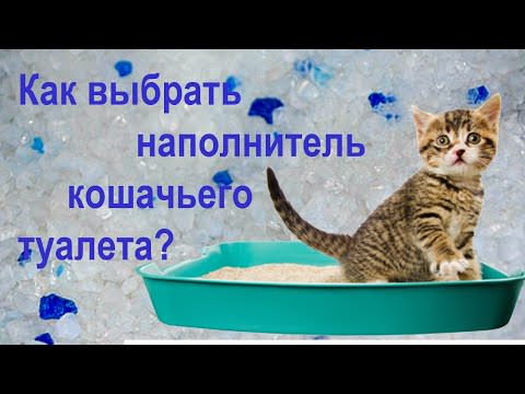 О наполнителях кошачьих туалетов